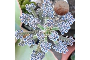 Haloppe Kalanchoe-Samen für die Gartenarbeit, 100 Stück Kalanchoe-Samen, Sukkulenten, einfach zu züchten, fruchtbare tropische Gartendekoration, Blumen, Pflanzen, Balkongarten, Kalanchoe-Samen 100