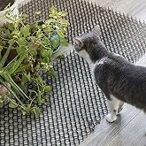 TiSkying Kedi Kovucu Paspası, Dikenli Kazık Durdurucu Dikenli Şerit Kedi Hayvanı Dikenli Kovucu Engelleyici Paspası A&ccedil;ık Bah&ccedil;