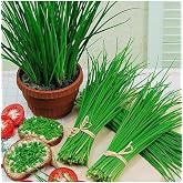 Chives Seeds 50 Pieces