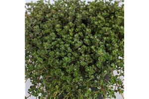 Thyme 'Pink Chintz'. Plug Plant x 4. Creeping Thyme. Pink Flowers. Ideal Ground Cover. Available from bedwen Plants