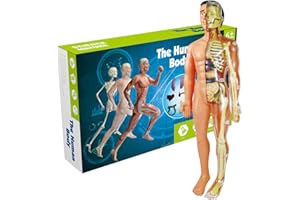 SYNYEY Modèle De Corps Humain, Modèles De Cœur, De Torse Et De Squelette Humains, Affichage Réaliste De L'anatomie Humaine, Accessoires D'enseignement Éducatifs pour La Famille, Les Écoles, Les Hôpitaux