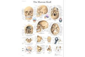 3B Scientific Anatomia człowieka - wykres ludzkiej czaszki, wersja laminowana