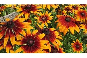 TOPVENT SEMI FIORE RUDBEKIA 2 VARIETA'-BICOLOR +BLACK EYED SUSAN