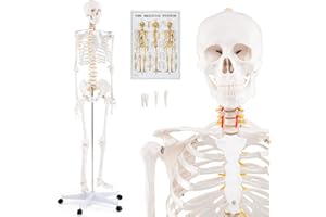 COSTWAY 180cm Life Size Human Skeleton Model, Medical Anatomical Human Body Skeleton with Rolling Stand, Human Anatomy Poster and Dust Cover for Anatomy Classes