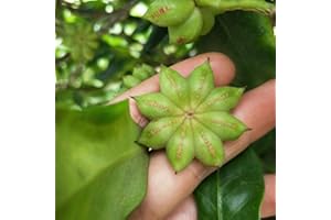 Haloppe 20 Semillas de anís Estrellado para Plantar en el jardín del hogar, Fragancia de semilla de anís Estrellado, semilla de anís Chino Natural para jardín Semillas de anís Estrellado
