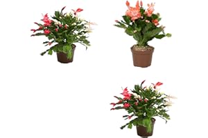 DECOALIVE Pack de 3 Cactus de flores colgantes - Schlumbergera - Plantas Naturales de Invierno