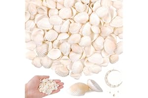 ZHYTUAL 150 stycken skal vita naturmusslor 2,5–4 cm stora snäckor dekoration för strandbröllopsdekorationer heminredning
