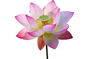 6 Semillas de Loto Sagrado (Nelumbo nucifera) - SemiSauvage Permacultura