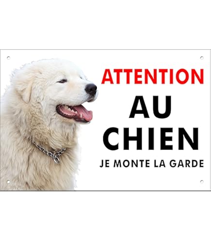 Chien Chien De Montagne Des Pyrenees Narval Du Val De Montserrat