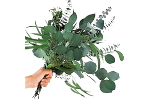 ‎ONING Getrocknete Eukalyptuszweige und -blätter eignen Sich für Hochzeiten und als Zimmerpflanzen. (Grün-12PCS)