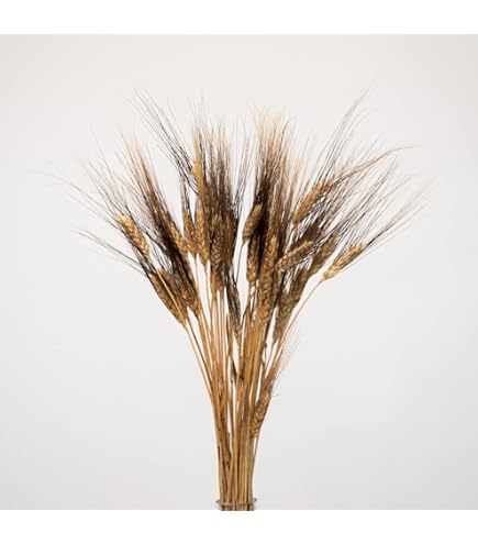 Amazon.de: creativ home Knstlicher ROGGEN in Trockenblumenoptik. Getreide  ca 79cm. Knstliches Korn, Weizen. BRAUN