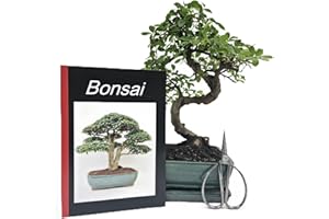 GENKI-BONSAI Anfänger Bonsai-Set Ulme, ca. 30cm, 4 teiliges Sparset (1 Ulmen-Bonsai, 1 Schere, 1 Untersetzer, 1 Bonsaibuch)