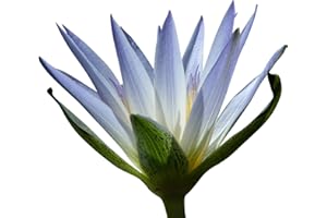 SAMENCHILISHOP (IMMER NUR EINMAL VERSAND) (Tropische Seerosen-Mix) 25 Samen (Für Teich und Aquarium)