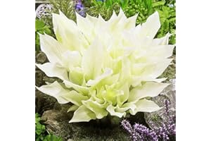 COOTO Hosta Planta decorativa Plantas de exterior Bulbos de flores Plantas para jardin 1x Rizoma Hosta blanca White Feather