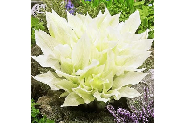 COTTO Jardin Hosta Plante – Rhizome Hosta White Feather – Plantes Exterieur Vivaces Hostas – Bulbes de Fleurs à Planter Exterieur – Bulbe Fleur Résistantes à l'Hiver