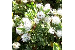 GARDENERSDREAM Hebe Albicans Hardy Evergreen Flowering Plant Garden Dwarf Shrub | 9cm Pot
