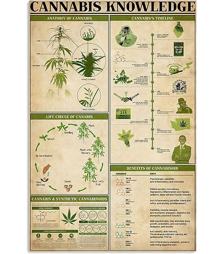 Poster Tavola Periodica Della Cannabis 36x24 – Stampato Artistico Educational – Incorniciato Con Plexi – Regalo Novità