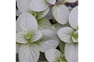 NEWLANDS 6 Mint White Peppermint Plug Plants Fantastic Mints, Start Your herb Garden Now. Grow Your own. Herbs Online
