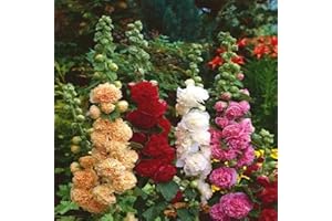 GENERIC NO-GMO 90 Semi, Double Hollyhock Mix Alcea Flower Seeds Multiannual Heirloom Seeds