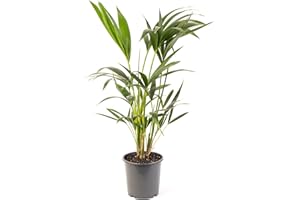 GARDENERSDREAM Kentia Palm Real Exotic Large Indoor Plant for Your Home Or Office Air Purifying Tall Indoor Plants in Growers Pots Various Sizes of House Plants for Indoors 80-90cm (Incl. Pot)