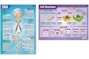 DNA and Cell Structure Posters - Set of 2 | Ciencia Posters | Papel brillante de 850 mm x 594 mm (A1) | Gráficas de Ciencia para el Aula | Gráficas de Educación por Daydream Education