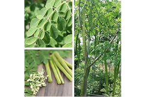 FLOWER FIELD STORY 10 Stück Moringa-Samen Staudenbaum-Drumstick-Baum Zum Pflanzen Von Ourdoors Gartenhof Immergrüne Blüte Das Ganze Jahr über Einfach Zu Pflanzen Frischer Reiner Natürlicher Samen