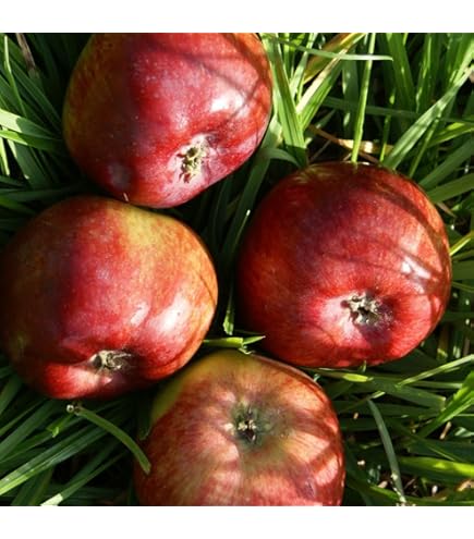 Säulenapfel Baum Jarle® 60-80cm - Saftig Süß Für Balkon & Garten