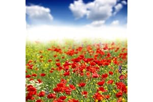 JM-DÉCO Stickers Boite aux Lettres Champ de Coquelicot 28x28 cm -11014