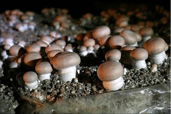 Mycélium de Champignons de Paris Bruns Kit de culture champignons 15ml/50 ml (Tube, 15ml)