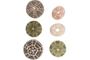 ANGOILY Conchiglie ricci di mare fai da te per piante aeree: conchiglie decorative 6 pezzi Tillandsia titolare fiori piante espositore decorazione