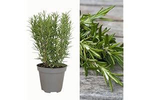 CARBETH PLANTS Large Rosemary herb Plant in a one and a Half Litre Pot, Upright Evergreen Plant