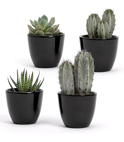 Cactus In Ceramica Smaltata - Modello 22-8, Altezza 15 Cm - Vaso Decorativo A Scelta, Fatto A Mano, Per Arredamento Casa