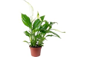 FLOWERBOX Feuille blanche - Spathiphyllum Yess - Hauteur : environ 15 cm - Diamètre du pot : 6 cm.