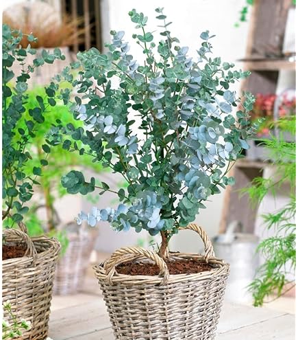 Eucalyptus Silver Dollar XXL 100-110 cm – Eucalyptus cinerea im 17 cm Topf, aromatische Blätter, wintergrüne Zierpflanze für Balkon, Terrasse und Garten (1) Garten
