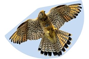 GÜNTHER FLUGSPIELE Paul Günther 1230 - Cerf-volant pour enfants avec motif de faucon, cerf-volant à une corde en film PE robuste, pour enfants à partir de 4 ans, taille env. 92 x 62 cm