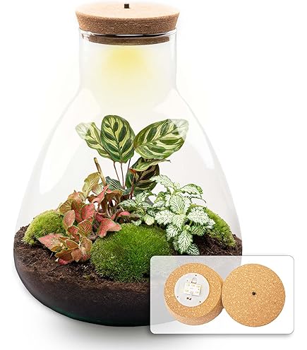 Glas Terrarium 1600ml Mit Korkdeckel - Pflanzenterrarium Für Sukkulenten & Moos