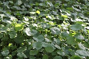 WASSERPFLANZEN WOLFF - 2er-Set - Hydrocotyle vulgaris - Wassernabel - heimisch - QUALITÄTSSTAUDE