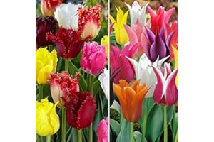 SCHONE Tulip Lily Flowering and Tulip Crispa Mixed - Blooms Mid to Late Spring – Perennial - Pointed Flute Like Petals - Plant Now 13x Bulbs