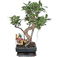 exotenherz - Bonsai Chinesischer Feigenbaum - Ficus retusa - ca. 6 Jahre