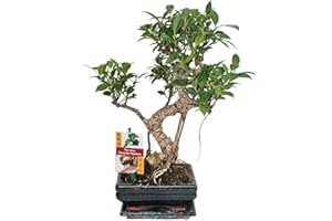 Exotenherz - Bonsai Chinesischer Feigenbaum - Ficus retusa - ca. 6 Jahre