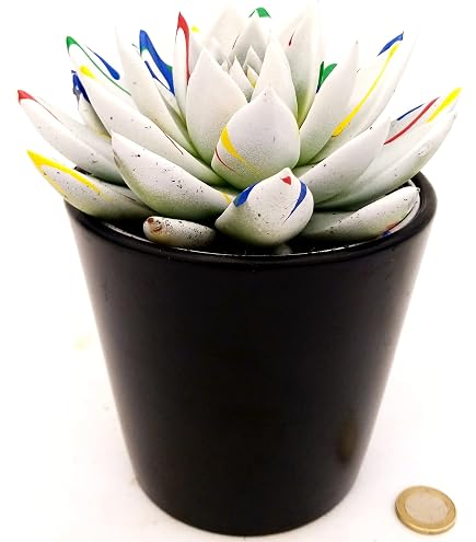 POWERS TO FLOWERS - Zamioculcas (Gemma Di Zanzibar) XXL In Vaso Ceramica Bianco - Altezza 110cm - Pianta Vera