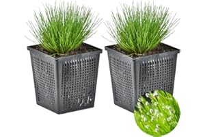 Herbe à aiguilles | Scirpus 'Cernuus' 2x - Plante d'étang et d'oxygène en pot de pépinière ⌀11 cm - 15 cm