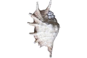 osters muschel-sammler-shop Große Teufelskralle - Wahnsinns Größe 28 cm !!!!! / Muscheldekoration/Aquariumdekoration/Beachparty/Stranddekoration/Badezimmerdeko