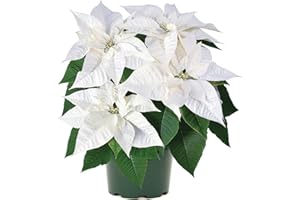 DECOALIVE Flor Pascua Blanca | Planta Natural | Ideal Interior y Exterior | Flores Color Blanco