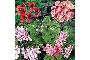 TJYXGS 20 Pièces Mélanger Graines De Géranium Coloré Pelargonium Bel Arbuste Vivace Décoratif Escalade Panier Suspendu Fleur Jardin Cour Extérieure Intérieur Plantation Fort Parfum Bouquet