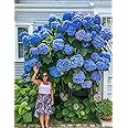 Ritz Farming® Hydrangea Imported Flower Seeds For Your Home Gardening | Pack of 70 to 80 seeds (PURE BLUE)