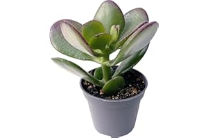 Clouds Hill Succulents Live Money Tree Jade Plant (Crassula ovata) in 6cm pots Succulent House (in Plastic Pot)