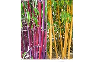 BALDUR Garten Bamboo Rarities Collection, 2 Plants, 1x Red Chinese Wonder Fargesia jiuzhaigou No.1 and 1x Golden Peking Phyllostachys aureosulcata aureocaulis, Hardy