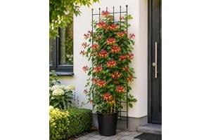 Äkta kaprifol 60–80 cm Lonicera häckrottii guldflamma – Jelängsjelieber