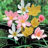 Rain lily | Mixed Color | 100% Germination | Pack of 2 Best bulbs | by Udanta®(Mix)